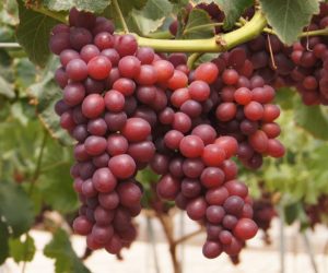 candy-snaps-uva-moyca